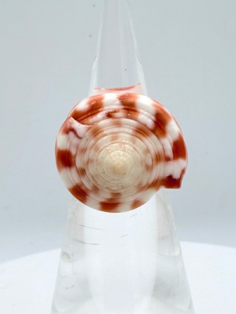 Natural Spiral Carved Seashell Women’s Ring Jewelry  Trochus Strawberry Top